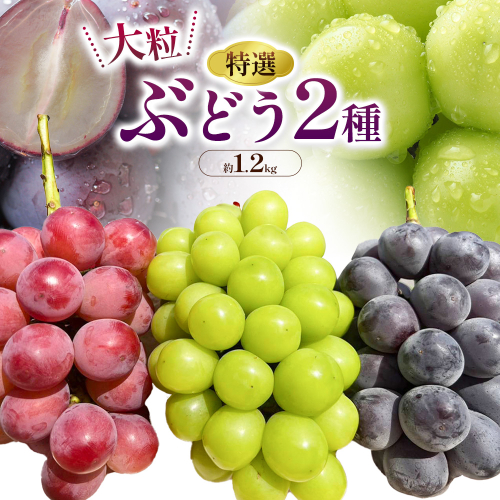 特選 大粒 ぶどう 2種 セット 約1.2kg ( 2房 ) シャインマスカット ＋ ピオーネ or クイーンニーナ 株式会社日本植生グループ本社 NISSHOKU FARM《9月下旬-12月末頃出荷》ブドウ 送料無料 岡山県 浅口市 【配送不可地域あり】 (離島) 2493861 - 岡山県浅口市