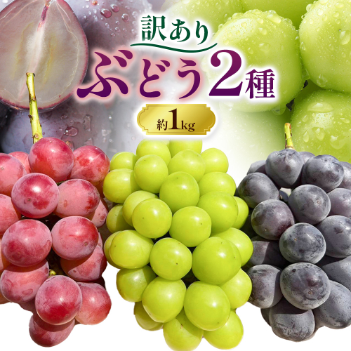 訳あり ぶどう 2種 セット 約1kg ( 2房 ) シャインマスカット ＋ ピオーネ or クイーンニーナ or オーロラブラック 株式会社日本植生グループ本社 NISSHOKU FARM《9月下旬-12月末頃出荷》ブドウ 浅口市 【配送不可地域あり】 (離島) 2493862 - 岡山県浅口市