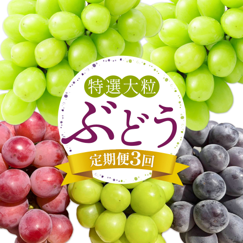 特選 大粒 ぶどう 詰め合わせ定期便 3回 3ヶ月定期便 シャインマスカット ピオーネ クイーンニーナ 株式会社日本植生グループ本社 NISSHOKU FARM《10月上旬-12月末頃出荷》ブドウ 送料無料 岡山県 浅口市 【配送不可地域あり】 (離島) 2493863 - 岡山県浅口市