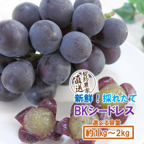 テレビで紹介されました！【先行予約】【令和8年発送】農家直送！ 新鮮！ 朝づみぶどう BKシードレス 種なし 約1kg 約1.5kg 約2kg フルーツ 果物 贈答 大分県産 採れたて_2657R 2494690 - 大分県国東市