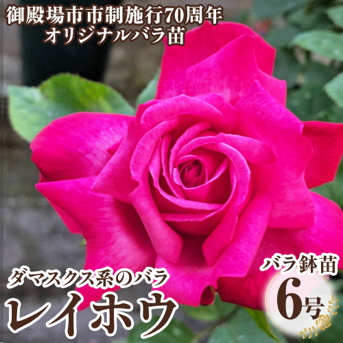 バラ鉢苗「レイホウ」 | 薔薇 鉢 苗 苗木 2494800 - 静岡県御殿場市