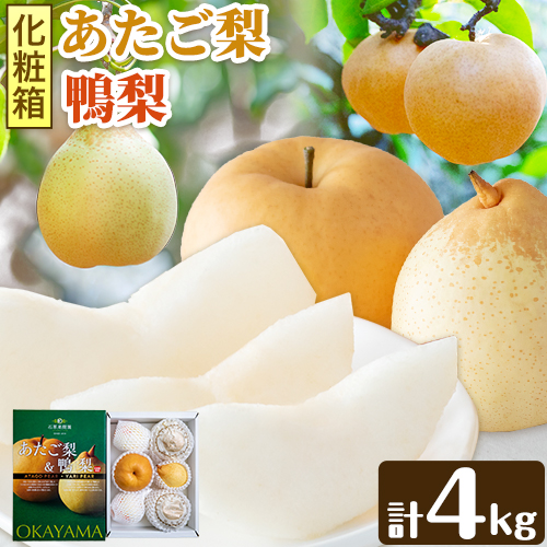 【先行予約】梨 なし 梨 旬 あたご梨 鴨梨 詰め合わせ 計約4kg 化粧箱 石原果樹園 《11月中旬-12月下旬頃より発送予定》岡山県 浅口市 果物 フルーツ 梨 詰め合わせ 2494835 - 岡山県浅口市