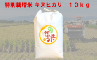 特別栽培米　キヌヒカリ　10kg　【11218-0221】