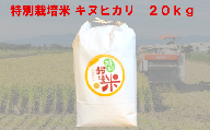 特別栽培米　キヌヒカリ　20kg　【11218-0222】