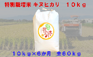 【6か月定期便】特別栽培米　キヌヒカリ　10kg＜全60kg＞　【11218-0223】