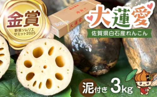 【先行予約 2026年11月～発送】泥付きれんこん 大蓮愛 3kg 【池上ファーム】令和8年産 2026年産 れんこん 蓮根 レンコン 泥付きれんこん 泥付き 佐賀県 白石町 きんぴら 煮物 佐賀県 白石町 白石 [IDN001] 2497773 - 佐賀県白石町