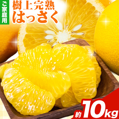 樹上完熟 ご家庭用 訳あり はっさく 八朔 みかん 10kg ＋250g (傷み補償分) 池田鹿蔵農園 @日高町《4月上旬-5月末頃出荷》和歌山県 日高町 送料無料 はっさくみかん 家庭用 光センサー選別 訳あり八朔 訳ありはっさく【配送不可地域あり】 2497841 - 和歌山県日高町