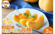 【2026年産 先行受付】 東根市産黄桃　秀品 柔らかくなる桃  約2kg ベジフルひがしね 山形県 東根市 hi104-010