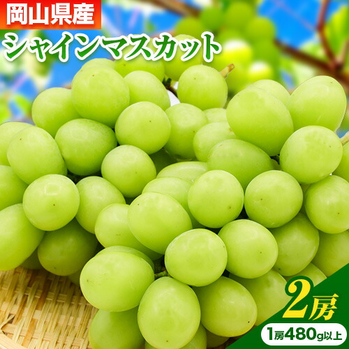 【先行予約】岡山県産 シャインマスカット 2房 (480g以上) 有限会社ホーティカルチャー神島《7月中旬-8月中旬頃に出荷予定(土日祝除く)》 岡山県 笠岡市 マスカット ぶどう 葡萄 果物 フルーツ【配送不可地域あり】 2498318 - 岡山県笠岡市