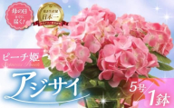 《母の日までにお届け》アジサイ【ピーチ姫】 アジサイ あじさい 紫陽花 花 鉢植え 鉢 鉢花 花 観葉植物 植物 5号鉢 人気 おしゃれ かわいい 母の日 プレゼント 贈り物 贈答 ギフト 冬 フラワーギフト 母の日 ありがとう お母さん 母 記念日