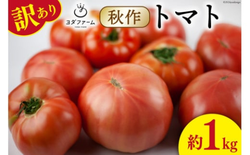 【2026年発送】 秋作 訳あり 桃太郎トマト 約1kg [ヨダファーム 山梨県 中央市 21470964] 規格外 家庭用 不揃い トマト とまと 野菜 やさい 1キロ 季節限定 期間限定 産地直送 山梨県産 訳アリ tomato【2026年10月下旬-12月下旬発送予定】 2498541 - 山梨県中央市