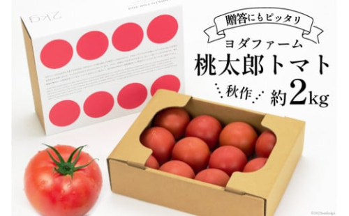 【2026年発送】 秋作 トマト 桃太郎 約2kg [ヨダファーム 山梨県 中央市 21470977] とまと 野菜 やさい 2キロ 季節限定 期間限定 産地直送 山梨県産【2026年10月下旬-12月下旬発送予定】 2498542 - 山梨県中央市