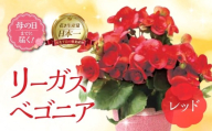 《母の日までにお届け》リーガスベゴニア レッド ベゴニア 花 花 鉢植え 鉢 鉢花 花 観葉植物 植物 5号鉢 人気 おしゃれ かわいい 母の日 プレゼント 贈り物 贈答 ギフト 冬 フラワーギフト 母の日 ありがとう お母さん 母 記念日