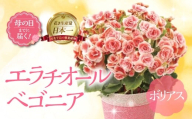 《母の日までにお届け》エラチオールベゴニア ボリアス　| ベゴニア 花 花 鉢植え 鉢 鉢花 花 観葉植物 植物 5号鉢 人気 おしゃれ かわいい 母の日 プレゼント 贈り物 贈答 ギフト 冬 フラワーギフト 母の日 ありがとう お母さん 母 記念日