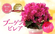 《母の日までにお届け》ブーゲンビレア レッド 花 花 鉢植え 鉢 鉢花 花 観葉植物 植物 5号鉢 人気 おしゃれ かわいい 母の日 プレゼント 贈り物 贈答 ギフト 冬 フラワーギフト 母の日 ありがとう お母さん 母 記念日