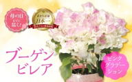 《母の日までにお届け》ブーゲンビレア ピンクグラデーション 花 花 鉢植え 鉢 鉢花 花 観葉植物 植物 5号鉢 人気 おしゃれ かわいい 母の日 プレゼント 贈り物 贈答 ギフト 冬 フラワーギフト 母の日 ありがとう お母さん 母 記念日