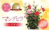 《母の日までにお届け》マンデビラ リップギャル 2色MIX 花 花 鉢植え 鉢 鉢花 花 観葉植物 植物 5号鉢 人気 おしゃれ かわいい 母の日 プレゼント 贈り物 贈答 ギフト 冬 フラワーギフト 母の日 ありがとう お母さん 母 記念日