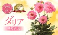 《母の日までにお届け》ダリア サリナス 花 花 鉢植え 鉢 鉢花 花 観葉植物 植物 6号鉢 人気 おしゃれ かわいい 母の日 プレゼント 贈り物 贈答 ギフト 冬 フラワーギフト 母の日 ありがとう お母さん 母 記念日