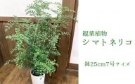 観葉植物 シマトネリコ1鉢