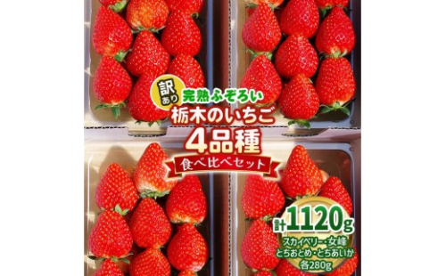 栃木のいちご 4品種食べ比べセット | 1120g |とちあいか とちおとめ スカイベリー 女峰 いちご 苺 フルーツ 果物 レビューキャンペーン対象 栃木県 矢板市