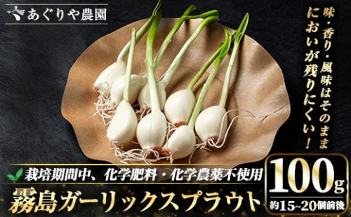 K-693 霧島ガーリックスプラウト 100g (約15～20個前後入り) 【あぐりや農園】 霧島市 国産 霧島産 野菜 にんにく ニンニク ガーリック 加工品 2500184 - 鹿児島県霧島市