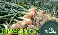 極早生玉ねぎ 約2kg