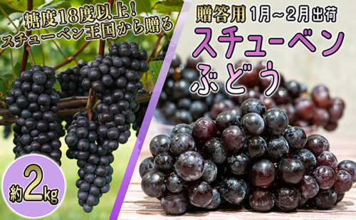 1～2月 津軽ぶどう村 スチューベン ぶどう 約 2kg 特秀 ～秀 糖度18度以上【 青森ぶどう 青森県鶴田町産 1月 2月 果物 フルーツ 高糖度 ギフト 贈答用 ポリフェノール】 2500729 - 青森県鶴田町