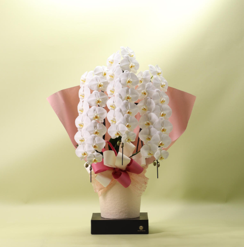 フォアスPREMIUM胡蝶蘭3本立ち42輪以上 白 (A958-2) 2500736 - 和歌山県有田市