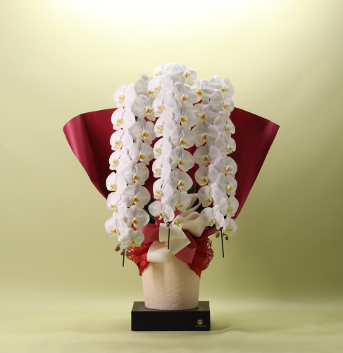 フォアスPREMIUM胡蝶蘭3本立ち48輪以上 白 (A959-2) 2500741 - 和歌山県有田市