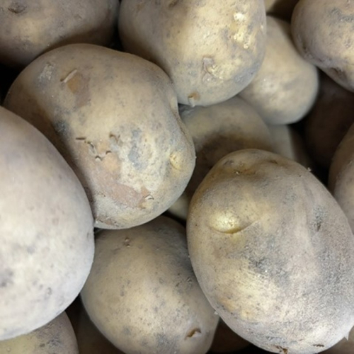 自然栽培じゃがいも 2.5kg 京都・京丹後産 自然栽培 旬野菜　じゃがいも 芋 いも 野菜 やさい 根菜 旬 京都 京丹後 自然栽培 農薬不使用
 2500742 - 京都府京丹後市