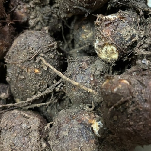 自然栽培さといも「大野芋」2kg 京都・京丹後産 自然栽培 旬野菜 2500743 - 京都府京丹後市