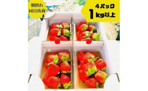 《限定2月発送》朝採り同日出荷 イチゴ　御前崎産かおり野　1kg(250g×4パック) 2500751 - 静岡県御前崎市