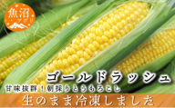 [№5762-1026]魚沼産 冷凍生とうもろこしと冷凍粒とうもろこしのセット 野菜 国産 日本産 簡単 便利 コーン 冷凍コーン ゴールドラッシュ 新潟県産 食材 食べ物 直送 産地直送