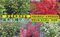 苗木5種セット（サザンカ・イロハモミジ・ナンテン・イタヤカエデ・ツバキ） | 木 苗 人気 おすすめ 送料無料 里山 お取り寄せ 福島県 新地町 庭木 庭 森林 山茶花 さざんか いろはもみじ 紅葉 南天 なんてん 椿 つばき いたやかえで