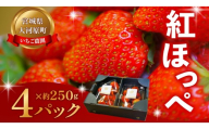 大河原町のいちご 完熟いちご 4パック 果物 フルーツ 苺 紅ほっぺ かおり みずみずしい ジューシー 期間限定 季節限定 いちご 小分け