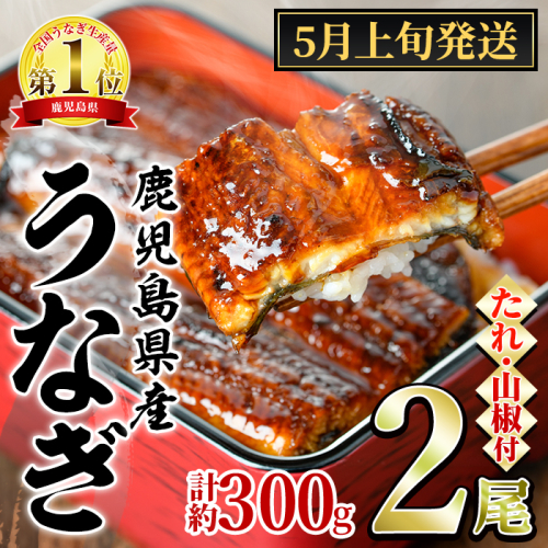 【0104347a-2605】＜5月上旬発送予定＞東串良町のうなぎ蒲焼(無頭)(2尾・計約300g・タレ、山椒付) うなぎ 高級 ウナギ 鰻 国産 蒲焼 蒲焼き たれ 鹿児島 ふるさと 人気 【アクアおおすみ】 2502909 - 鹿児島県東串良町