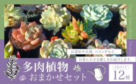 多肉植物 おまかせセット 12種 セット 観葉植物 植物 多肉 初心者 ガーデニング 癒し インテリア 12種類