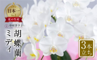 《母の日までにお届け》胡蝶蘭 ミディ 中村洋ラン 白色 3本立ち (25輪〜30輪) 陶器鉢寄せ植え ギフト 鉢花 蘭 プレゼント 洋ラン 生花 お花 花 お祝い 開店祝い 母の日 開店 新築祝い 記念日 贈り物 【渥美半島たはらブランド】 田原市 お供え