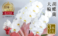 《母の日までにお届け》胡蝶蘭 大輪 3本立ち (27輪以上) 白 | ラッピング 中村洋ラン 陶器鉢寄せ植え ギフト 鉢花 プレゼント 洋ラン 生花 お花 お祝い 開店祝い お供え 冠婚葬祭 蘭 新築祝い 記念日 贈り物 田原市 母の日 贈答