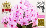 中村洋ランの胡蝶蘭　大輪　3本立ち　ピンク ／ お花 生花 室内装飾 愛知県 特産品 産地直送 田原市 渥美半島