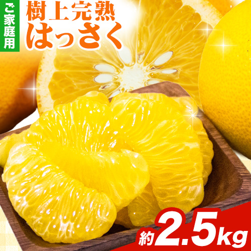 樹上完熟 ご家庭用 訳あり はっさく 八朔 みかん 2.5kg+250g（傷み補償） 池田鹿蔵農園 @日高町《4月上旬-5月末頃出荷》和歌山県 日高町 送料無料 はっさくみかん 家庭用 光センサー選別 訳あり八朔 訳ありはっさく【配送不可地域あり】 2503256 - 和歌山県日高町