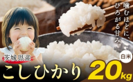 米 こしひかり 白米 茨城 ふるさと米 20kg《2月中旬-3月末頃出荷》 茨城県 結城市 米 国産 お米 おこめ お弁当 おにぎり