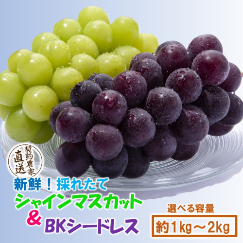 テレビで紹介されました！【先行予約】【令和8年発送】農家直送！ 新鮮！ 朝づみぶどう シャインマスカット & BKシードレス 種なし 1kg 1.5kg 2kg フルーツ 果物 贈答 大分県産 採れたて_2658R 2505737 - 大分県国東市