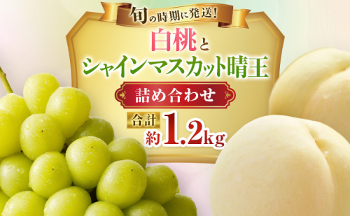 【2027年先行受付】 白桃 シャインマスカット 晴王 約1.2kg セット 桃 2玉 ぶどう 1房 岡山県産  御中元 ギフト 御礼 プレゼント 御礼 御祝 御供 果物 くだもの フルーツ もも モモ 葡萄 ブドウ 2508819 - 岡山県高梁市