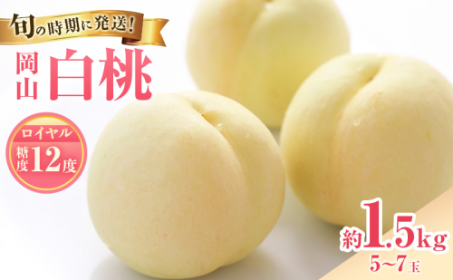 【2027年先行受付】 白桃 特秀 ロイヤル 中玉 約1.5kg(5～7玉)岡山県産 桃 もも モモ 御中元 ギフト 御礼 プレゼント 御礼 御祝 御供 果物 くだもの フルーツ 2508820 - 岡山県高梁市