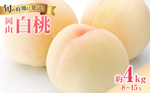 【2027年先行受付】 白桃 岡山 秀品 大玉 約4kg(8～15玉) 岡山県産 桃 もも モモ 御中元 ギフト 御礼 プレゼント 御礼 御祝 御供 果物 くだもの フルーツ 2508822 - 岡山県高梁市