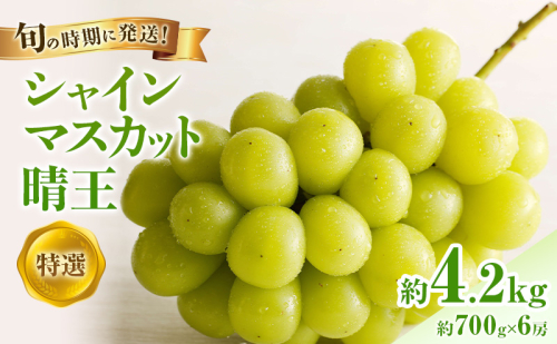 【2026年先行受付】 シャインマスカット 晴王 特選 大房 約700g 6房 化粧箱入 岡山県産 ぶどう 葡萄 ブドウ ギフト 御礼 プレゼント 御礼 御祝 御供 果物 くだもの フルーツ 2508831 - 岡山県高梁市