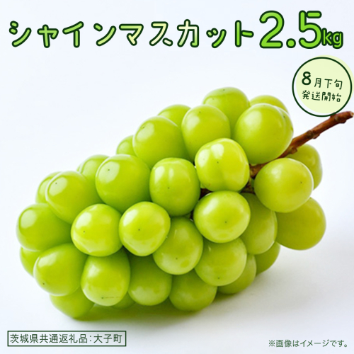 シャインマスカット 2.5kg 【2026年8月下旬発送開始】(茨城県共通返礼品：大子町) ぶどう 葡萄 ブドウ マスカット フルーツ 果物 贈答用 ギフト 贈り物 2509108 - 茨城県牛久市
