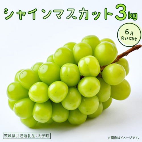 シャインマスカット 3kg 【2026年6月発送開始】(茨城県共通返礼品：大子町) ぶどう 葡萄 ブドウ マスカット フルーツ 果物 贈答用 ギフト 贈り物 2509109 - 茨城県牛久市