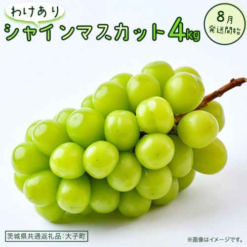 【 訳あり 】 シャインマスカット 4kg 【2026年8月発送開始】(茨城県共通返礼品：大子町) ぶどう 葡萄 マスカット フルーツ 果物 ワケあり ご自宅用 ご家庭用 自分用 2509110 - 茨城県牛久市